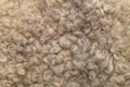 Sheep fur. Wool texture. Royalty Free Stock Photo