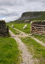 Sheep, Gate and Limestone Royalty Free Stock Photo
