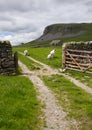 Sheep, Gate and Limestone