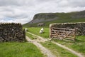Sheep, gate and Limestone Royalty Free Stock Photo