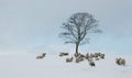 Sheep Gather around Tree in Snow