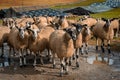 Sheep gather in a line at Stocdale