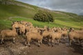 Sheep gather in a line at Stocdale