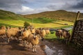 Sheep gather in a line at Stocdale