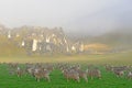 Sheep gather in a paddock at Castle Hill