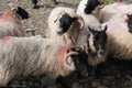 Sheep gather together in Ireland