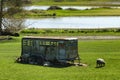 Sheep gathered around an old horse trailer in a pasture