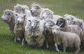 Sheep gathered for shearing in New Zealand