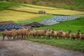 Sheep Gathering near a farm