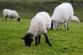 Sheep at Giant`s Causeway Path, Northern Ireland, UK Royalty Free Stock Photo