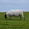 Sheep at Giant`s Causeway Path, Northern Ireland, UK Royalty Free Stock Photo