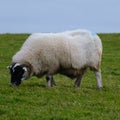 Sheep at Giant`s Causeway Path, Northern Ireland, UK Royalty Free Stock Photo