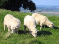 Sheep And Glassland, New Zealand Royalty Free Stock Photo