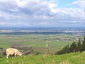 Sheep And Glassland, New Zealand Royalty Free Stock Photo