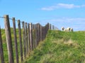 Sheep And Glassland, New Zealand Royalty Free Stock Photo