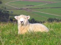 Sheep And Glassland, New Zealand Royalty Free Stock Photo