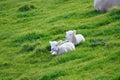Baby Sheep And Glassland, New Zealand Royalty Free Stock Photo