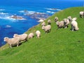 Sheep And Glassland