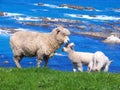 Sheep And Glassland