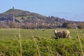 Sheep and Glastonbury Tor in Somerset, UK