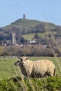 Sheep and Glastonbury Tor in Somerset, UK