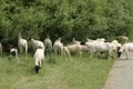 Sheep gnawing roadside bushes.