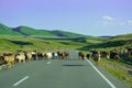 Sheep go on the road. Tabr. Green Hill. Clear day. Mountains `Alatau`