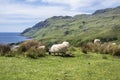 Sheep and goat at the bay called Camas nan Geall, Ardnamurchan