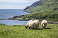 Sheep and goat at the bay called Camas nan Geall, Ardnamurchan