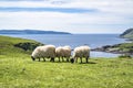 Sheep and goat at the bay called Camas nan Geall, Ardnamurchan