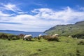 Sheep and goat at the bay called Camas nan Geall, Ardnamurchan