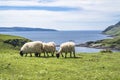 Sheep and goat at the bay called Camas nan Geall, Ardnamurchan