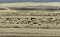 Sheep and goat flock Royalty Free Stock Photo