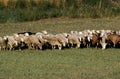 Sheep and Goat Flock, South West of France Royalty Free Stock Photo