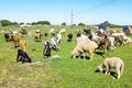 Sheep and goats in the countryside from Portugal Royalty Free Stock Photo