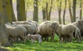 Sheep Goats Graze Grass Spring Royalty Free Stock Photo