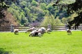 Sheep and goats graze in green grassy meadow in the highlands on sunny summer day. Herd of sheep and goat grazing in a meadow on Royalty Free Stock Photo