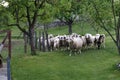 Sheep and goats graze in a pasture Royalty Free Stock Photo