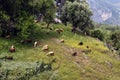 sheep and goats grazing in the forest
