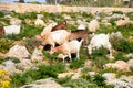 Sheep and goats grazing, Malta. Royalty Free Stock Photo