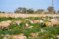 Sheep and goats grazing, Malta. Royalty Free Stock Photo