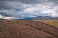 Sheep goats herd mountains steppe graze Royalty Free Stock Photo