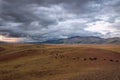 Sheep goats herd mountains steppe graze Royalty Free Stock Photo