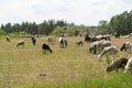 Sheep and goats herd peacefully grazing in picturesque pasture on sunny day. Farmering concept, color image, copy space