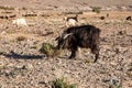 Sheep and goats on pasture