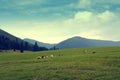 Sheep and goats on pasture Royalty Free Stock Photo