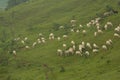 Sheep and goats in pastures Royalty Free Stock Photo