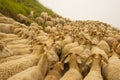 Sheep and goats in pastures Royalty Free Stock Photo