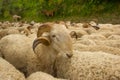 Sheep and goats in pastures Royalty Free Stock Photo