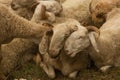 Sheep and goats in pastures Royalty Free Stock Photo